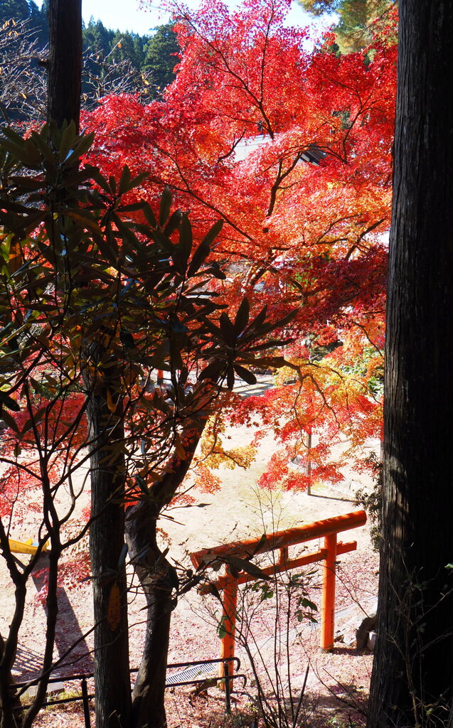 鳥居と紅葉②