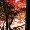 鳥居と紅葉②