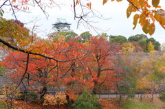 大阪城公園紅葉②