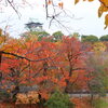 大阪城公園紅葉②