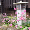 秋明菊３