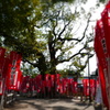 夫婦楠