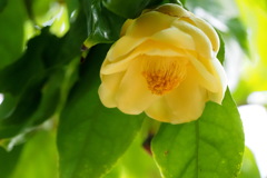 カメリア・クックフォンゲンシス