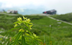 尾根の花