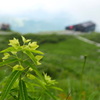 尾根の花