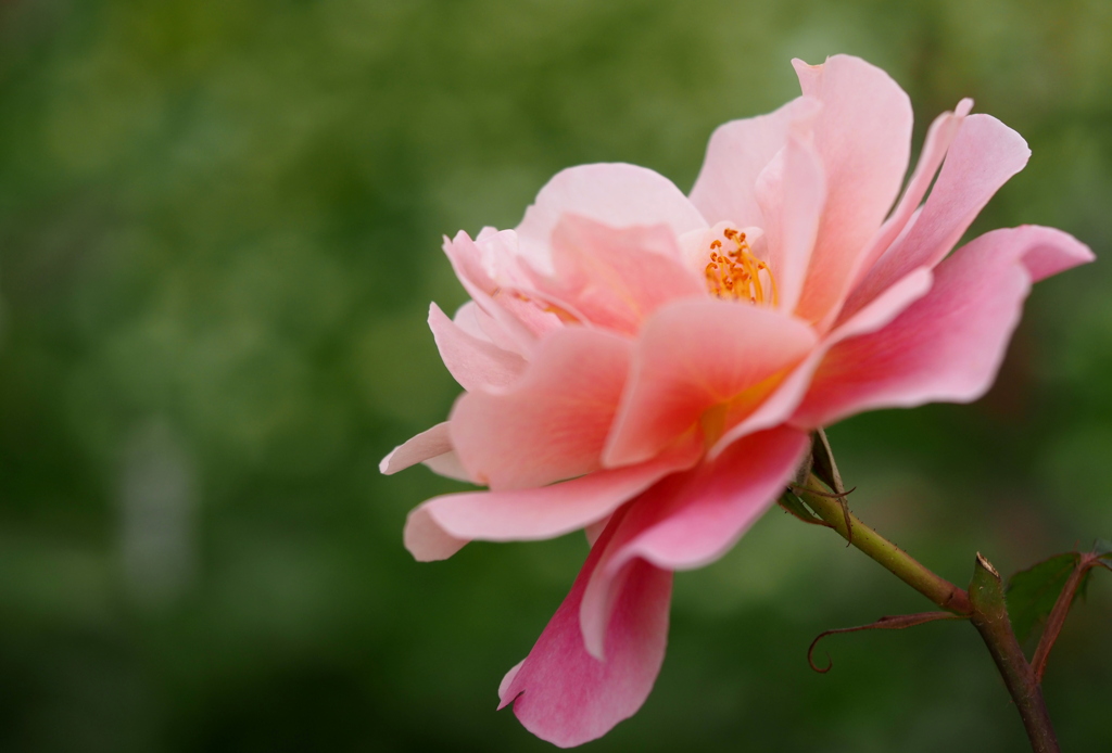 長居植物園のバラ３