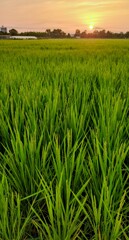 稲穂①