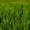 稲穂①