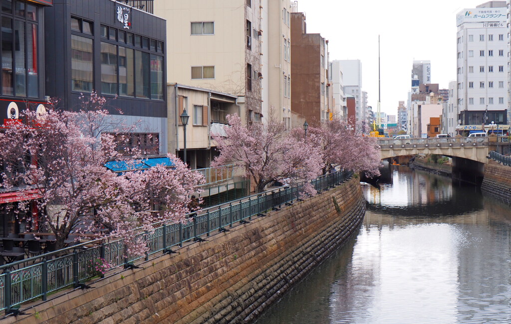 堀川沿いの桜