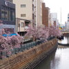 堀川沿いの桜