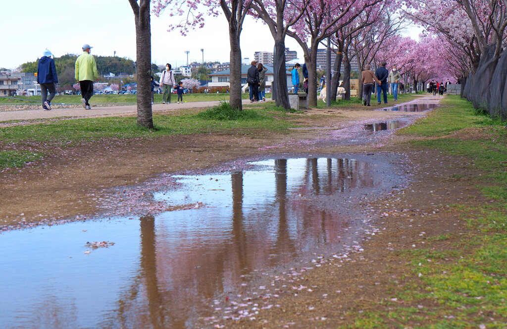 桜と水溜り３