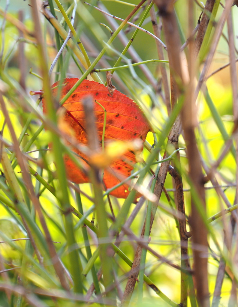 紅葉１