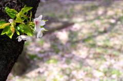 幹桜