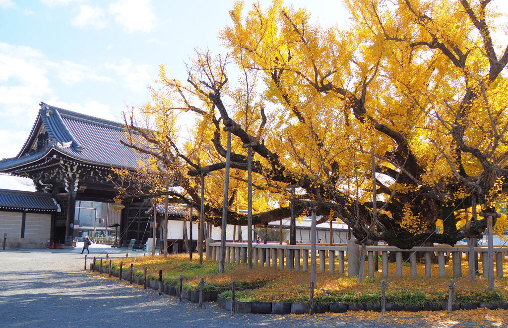 西本願寺の大銀杏①