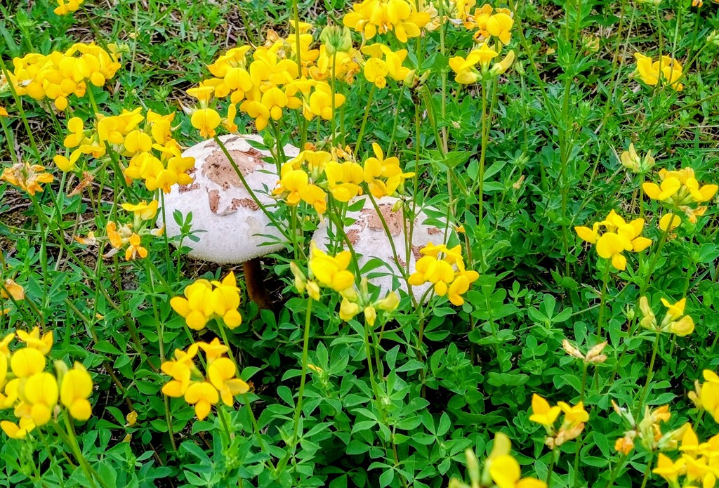 お花の中で