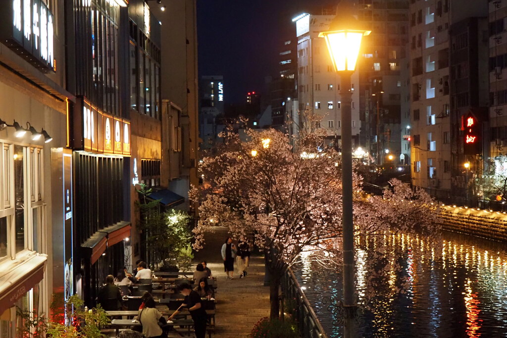 夜桜