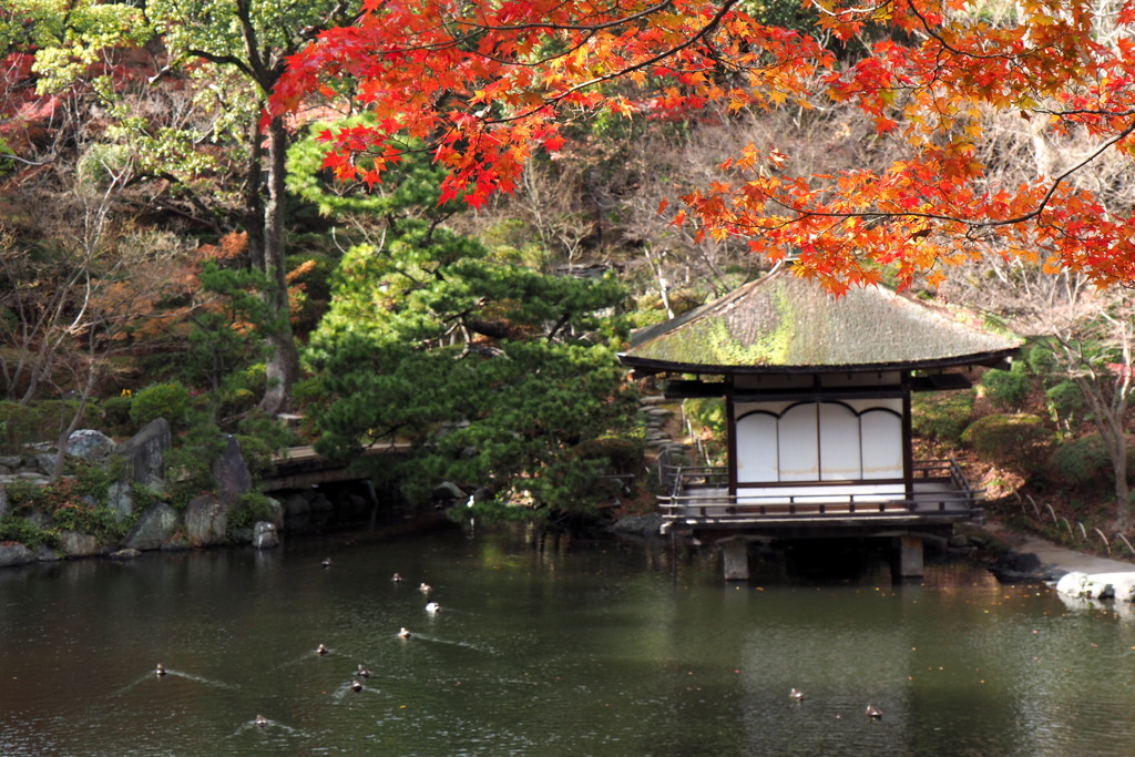 紅葉渓庭園の鴨さん１