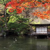 紅葉渓庭園の鴨さん１