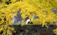 黄葉と黄色い車
