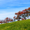 桜もみじ