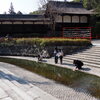 下鴨神社3