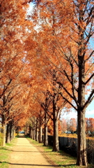 メタセコイア並木①