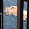 二匹二様？②