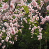 大阪城公園の梅１