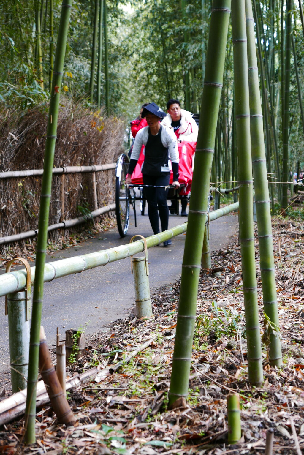 竹林を行く