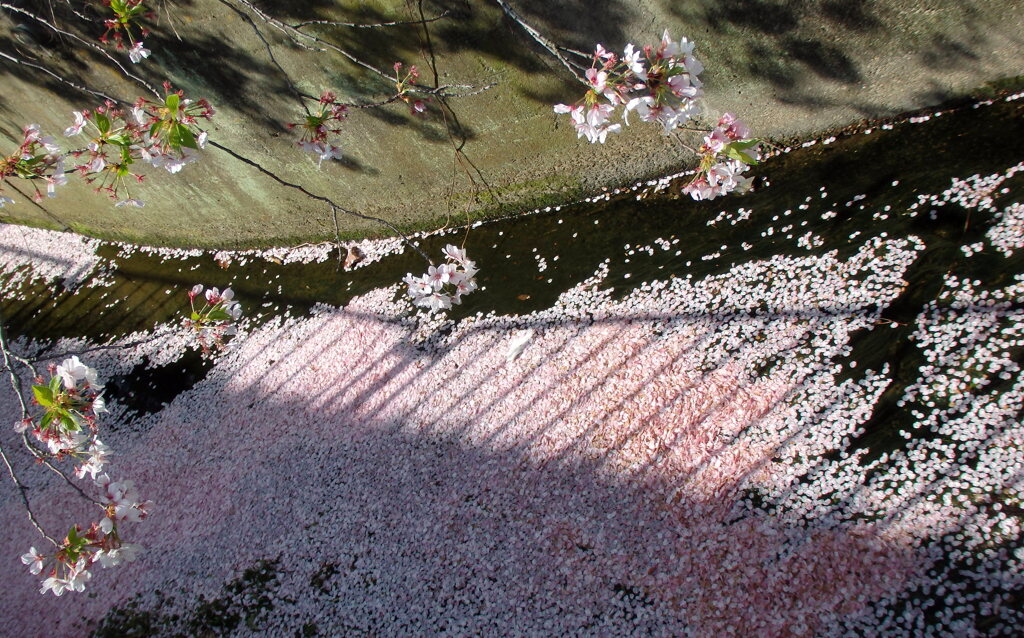 花筏３