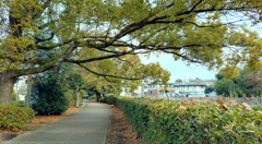 緑道
