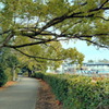 緑道