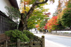 高野山紅葉4