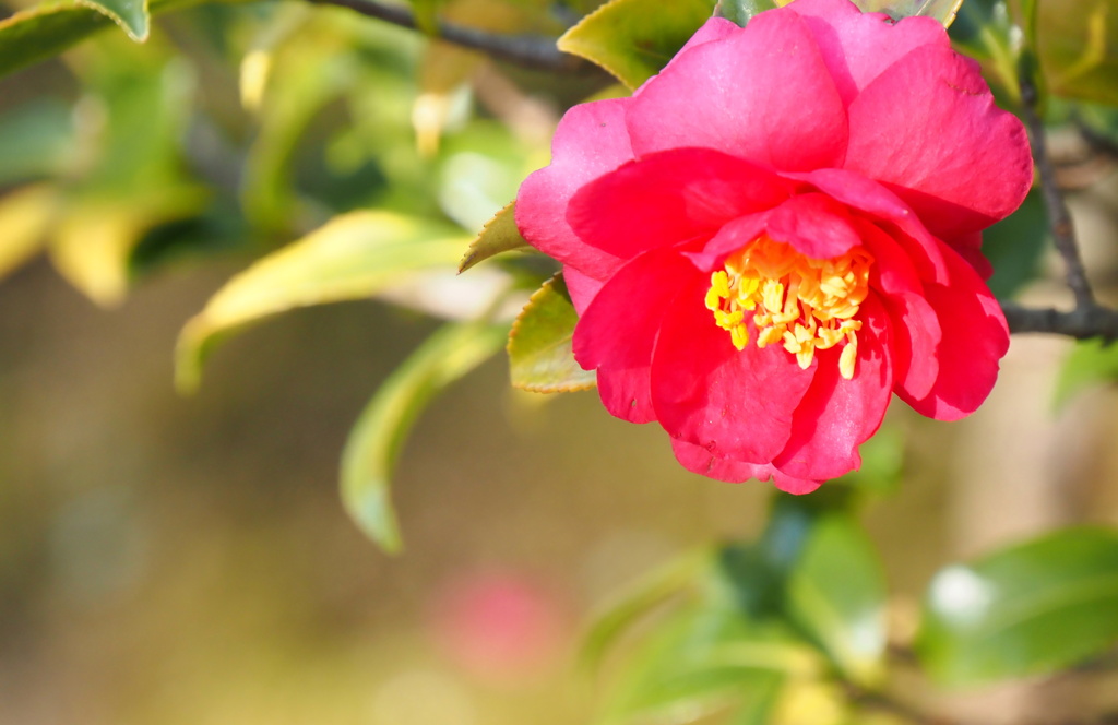 山茶花②