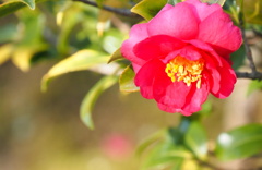山茶花②