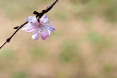 十月桜 3