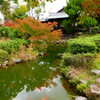 鯉の池