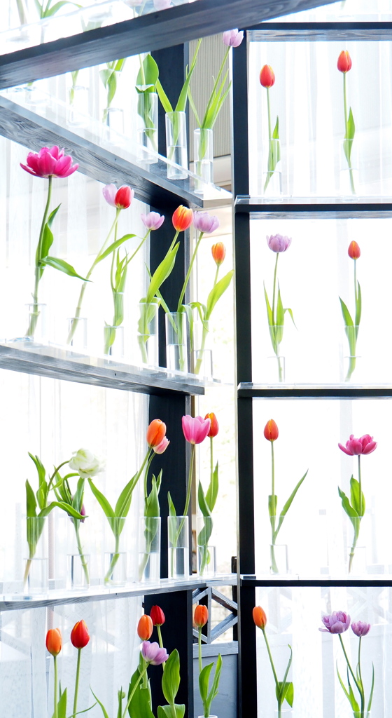 アイスチューリップ①