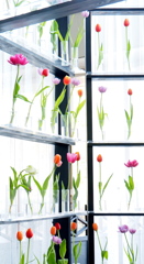 アイスチューリップ①