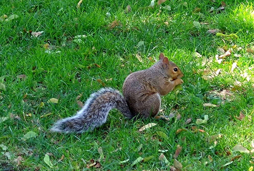 公園のリスさん♪