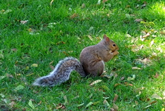 公園のリスさん♪