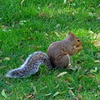 公園のリスさん♪