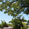 神社の大楠②