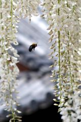 クマンバチが飛ぶ