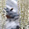 クマンバチが飛ぶ