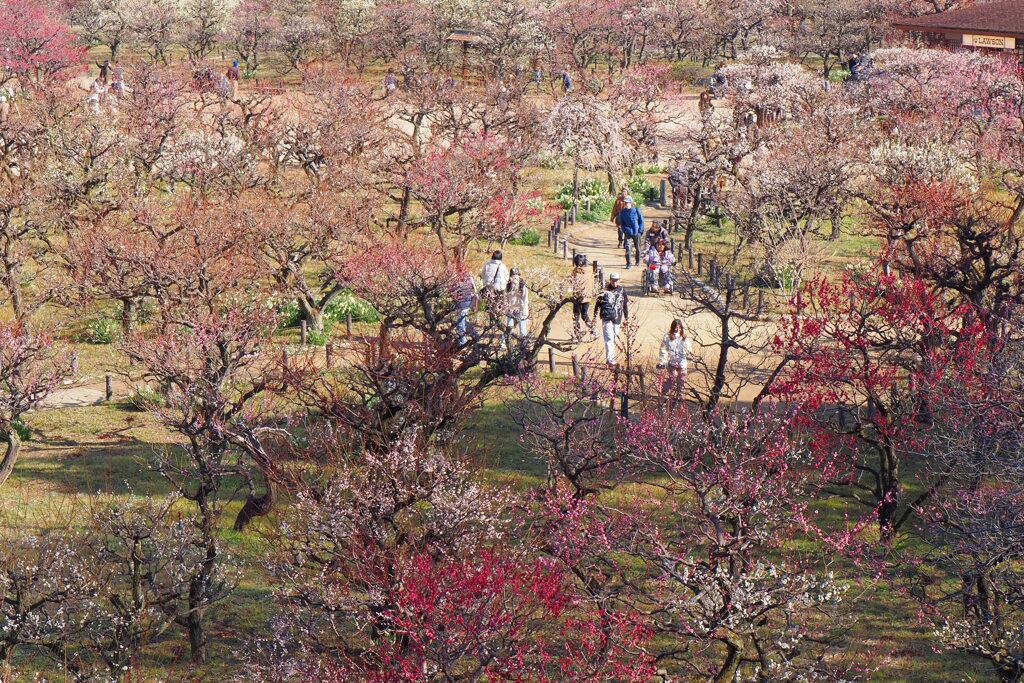 大阪城公園梅林①