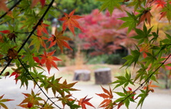 紅葉のフレーム