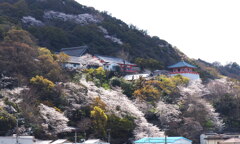 紀三井寺を仰ぐ