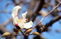 春風に揺れて