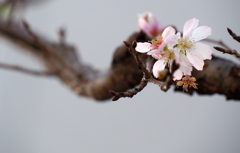 屋上の花たち③